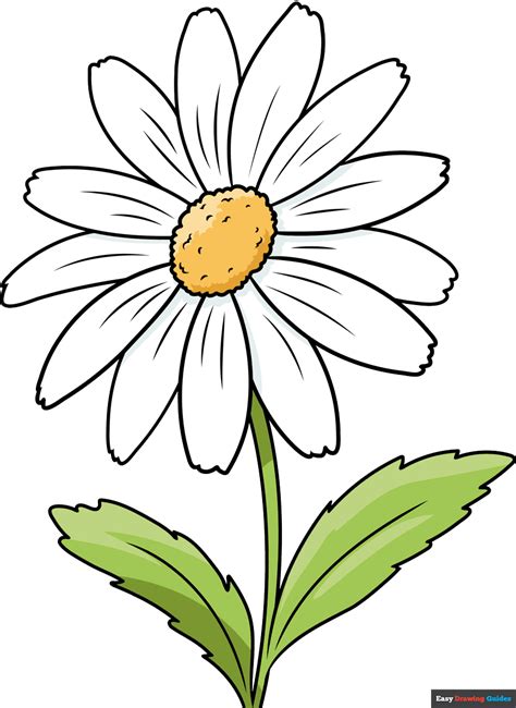 daisy drawing